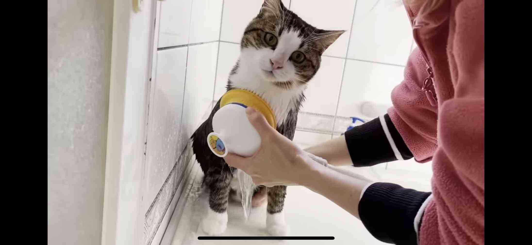 社猫8匹の働きぶりがスゴい！印刷会社が“猫から発想して大人気になった企画”とは