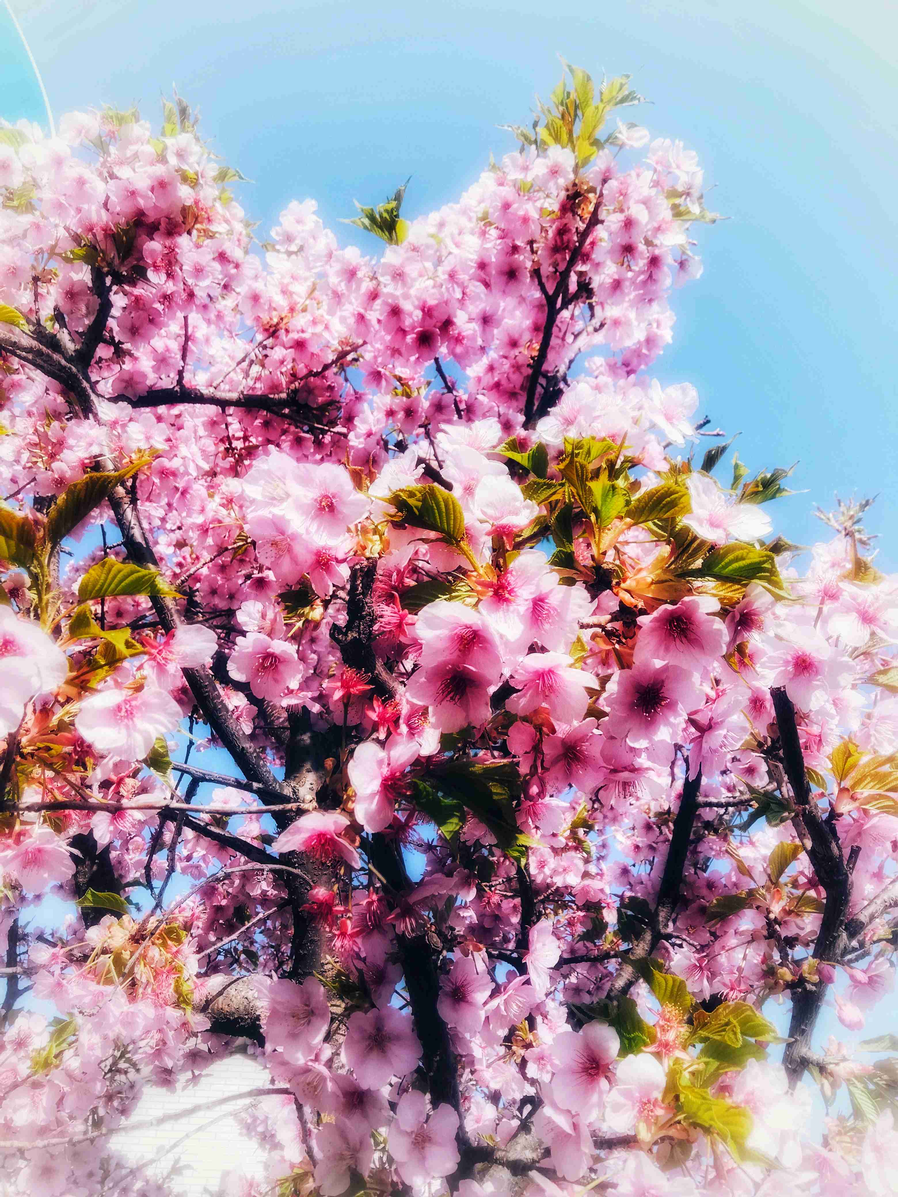 【定期】ぼっちcafeまったりトーク【16号店】