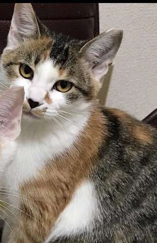 そっくりさんでなにわ男子を完成させよう