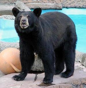 冬眠しない？北海道で冬グマ出没相次ぐ 「わずかな刺激で目覚める恐れも」【北海道発】