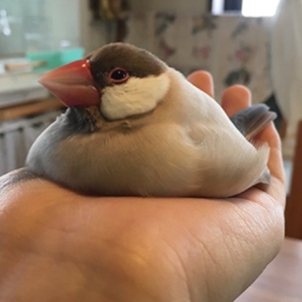 文鳥好きさん、集まりましょう！