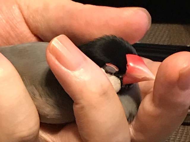 文鳥好きさん、集まりましょう！