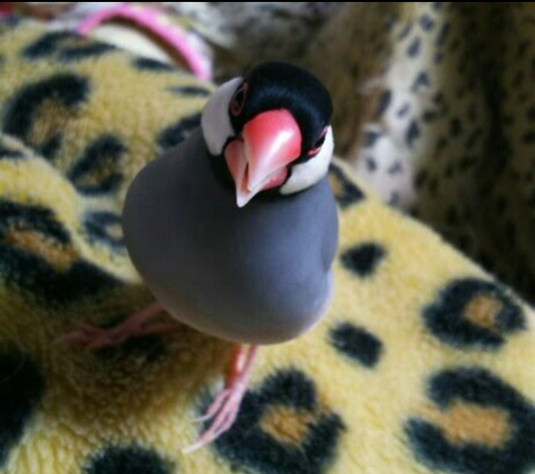 文鳥好きさん、集まりましょう！