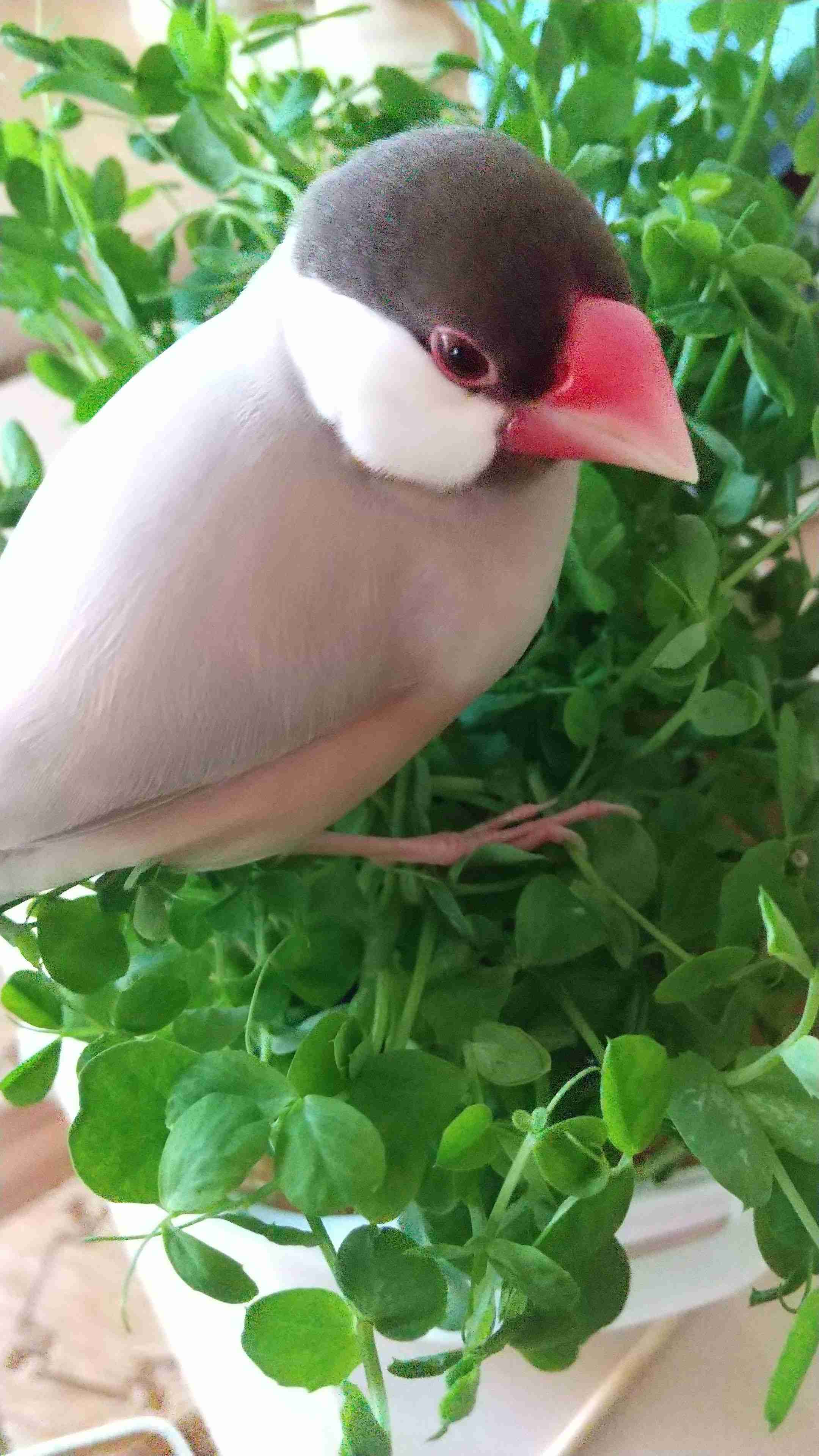 文鳥好きさん、集まりましょう！