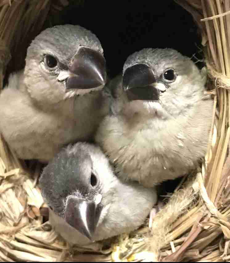文鳥好きさん、集まりましょう！