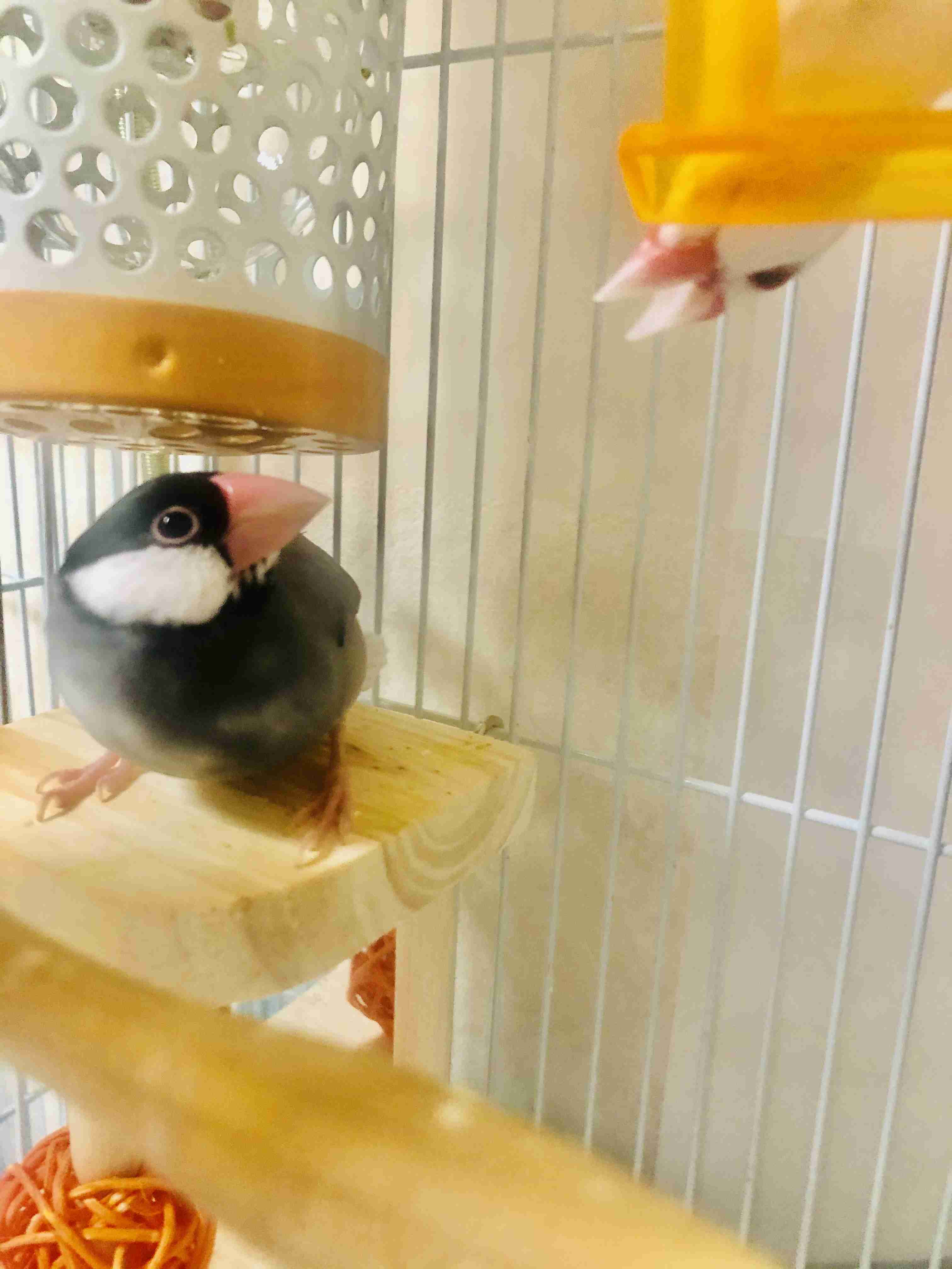 文鳥好きさん、集まりましょう！