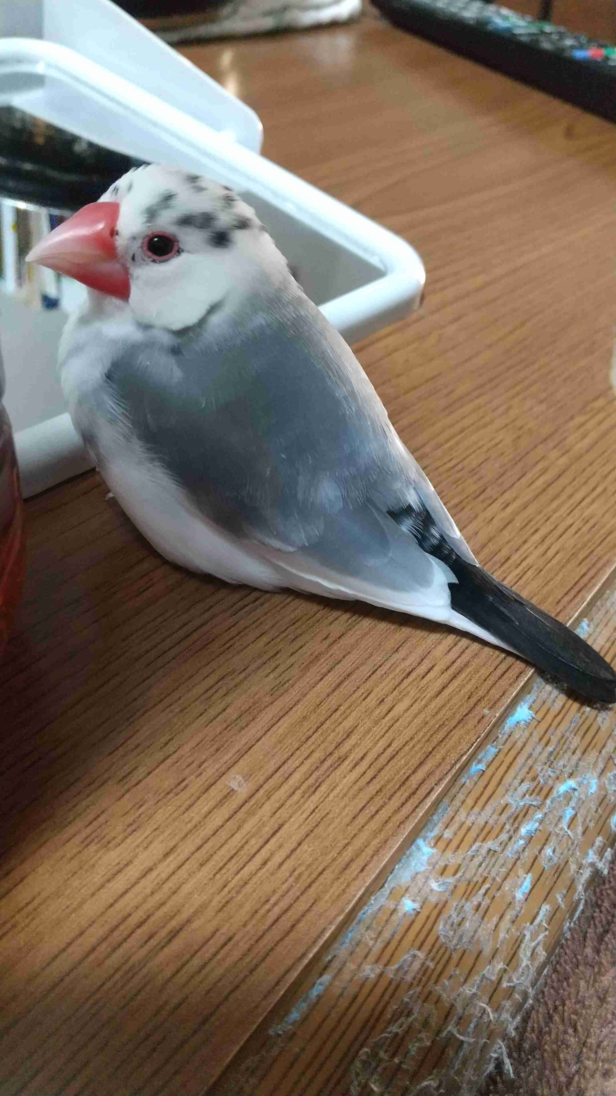 文鳥好きさん、集まりましょう！