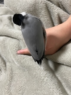 文鳥好きさん、集まりましょう！