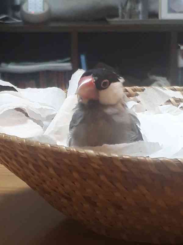 文鳥好きさん、集まりましょう！