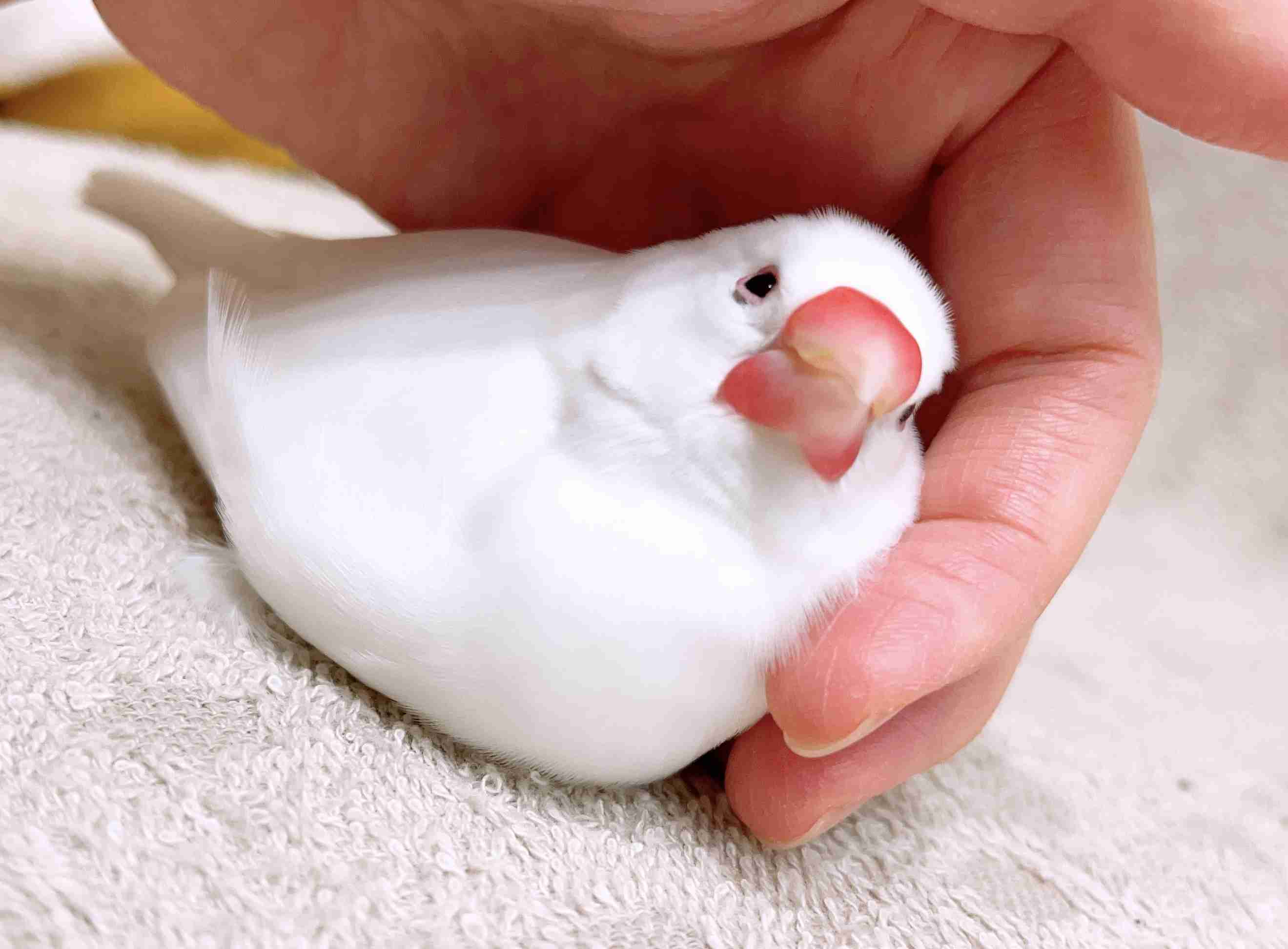文鳥好きさん、集まりましょう！