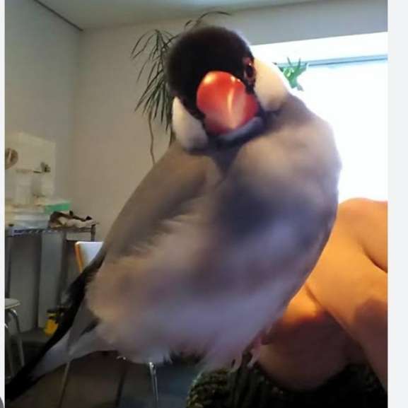 文鳥好きさん、集まりましょう！