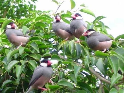文鳥好きさん、集まりましょう！