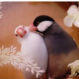 文鳥好きさん、集まりましょう！