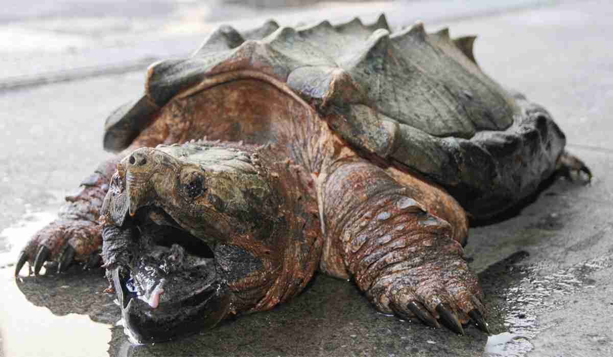 鮭の皮の栄養効果