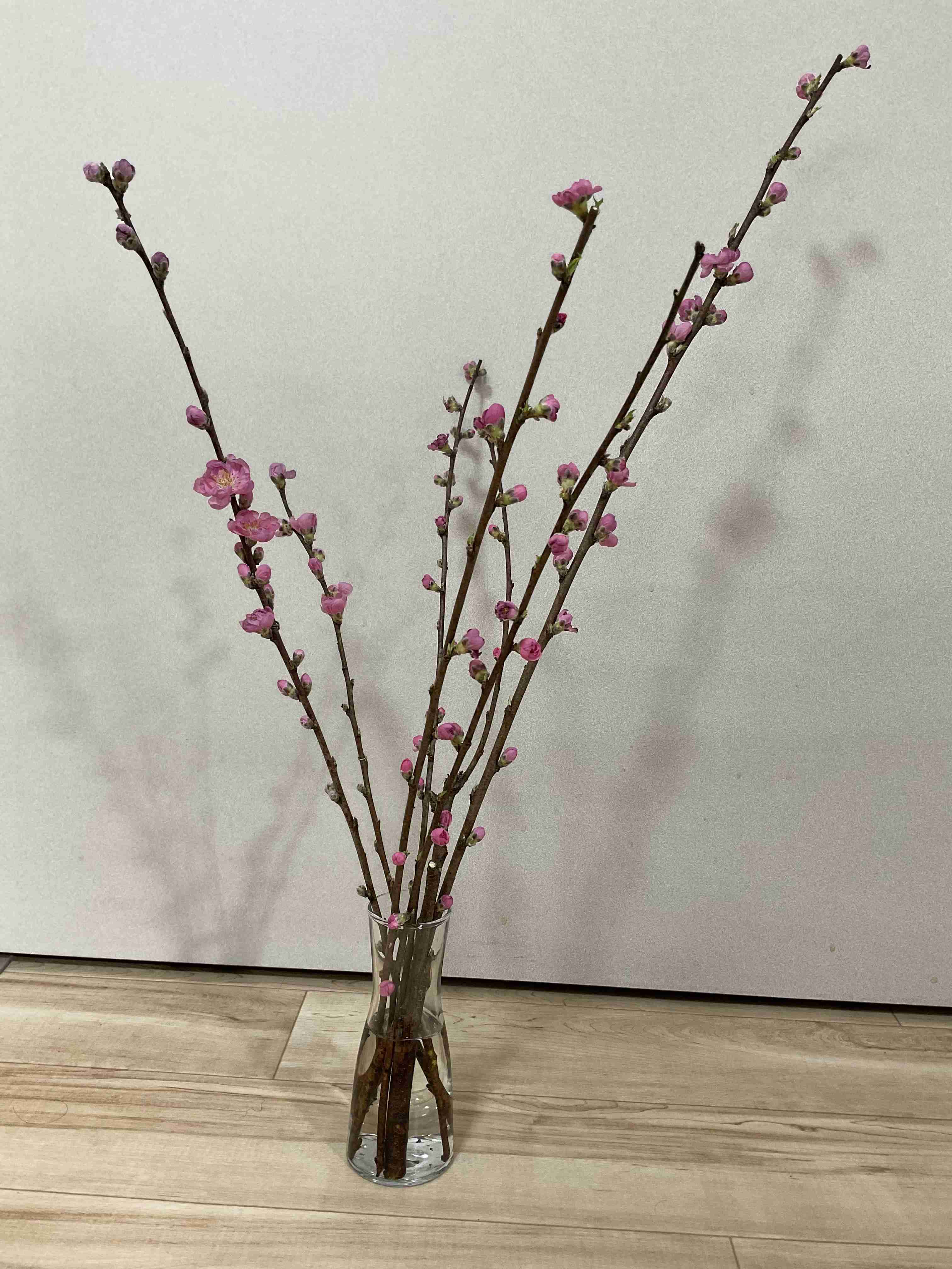 春の我が家の情景を貼るトピ