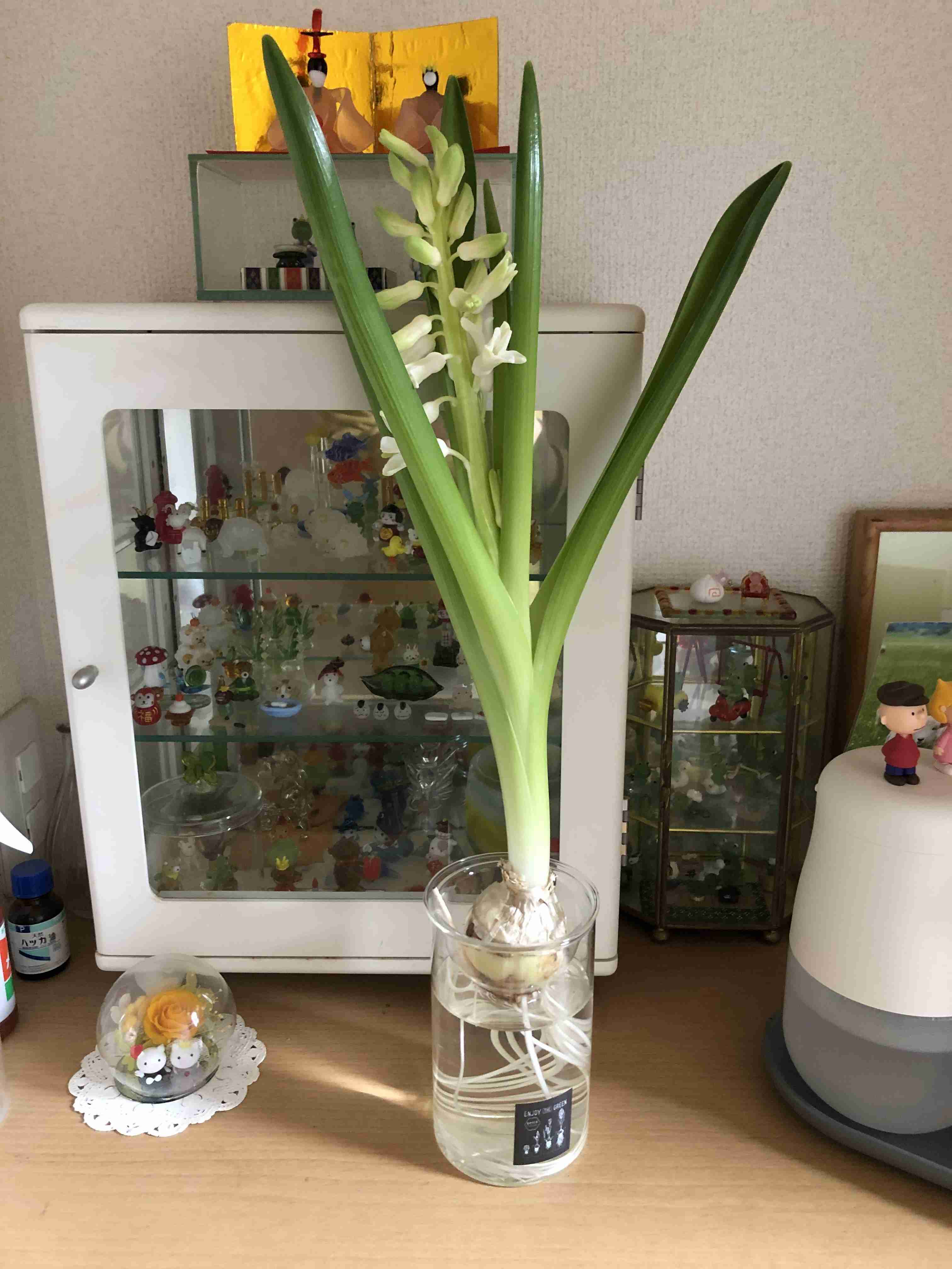 春の我が家の情景を貼るトピ