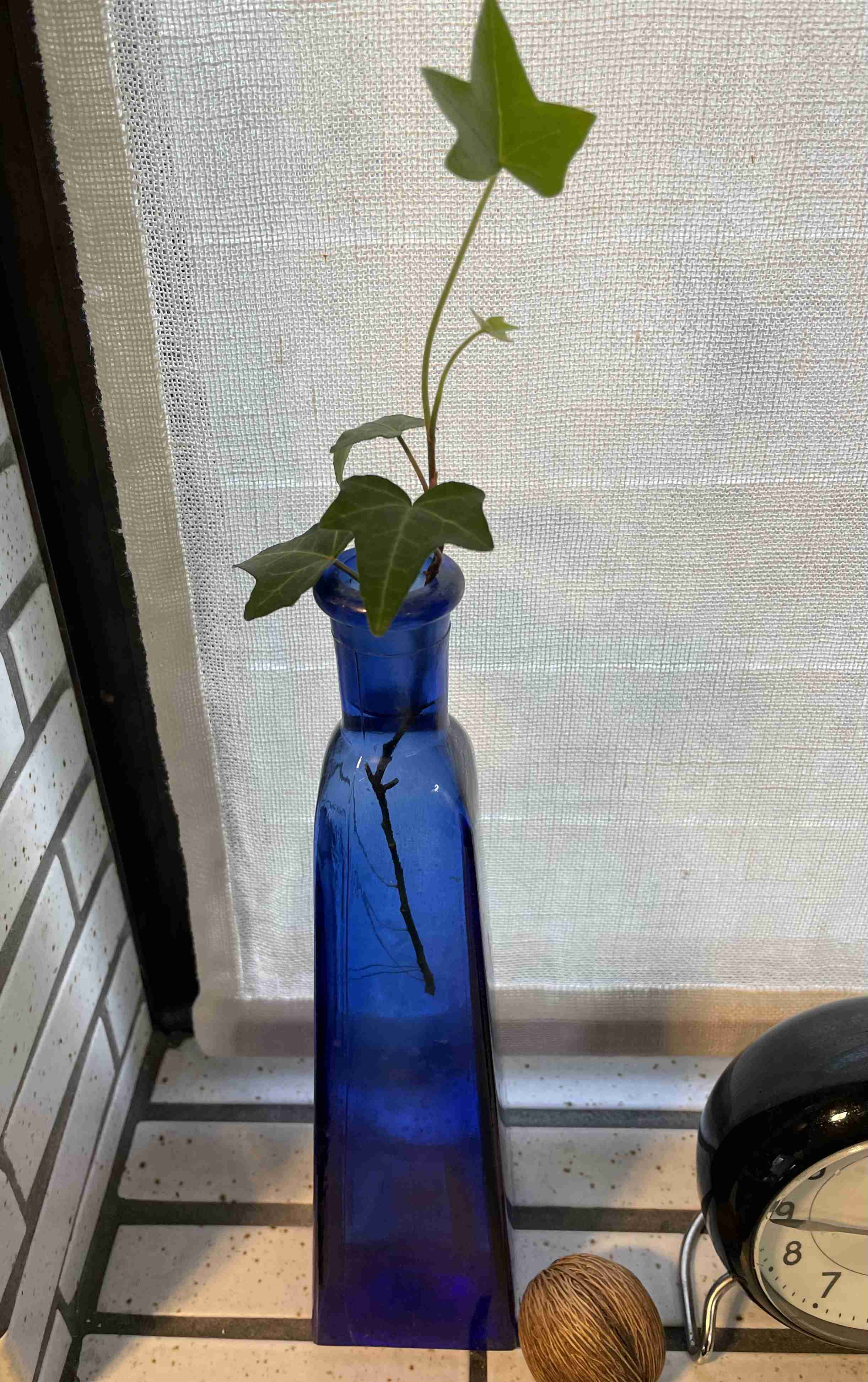 春の我が家の情景を貼るトピ