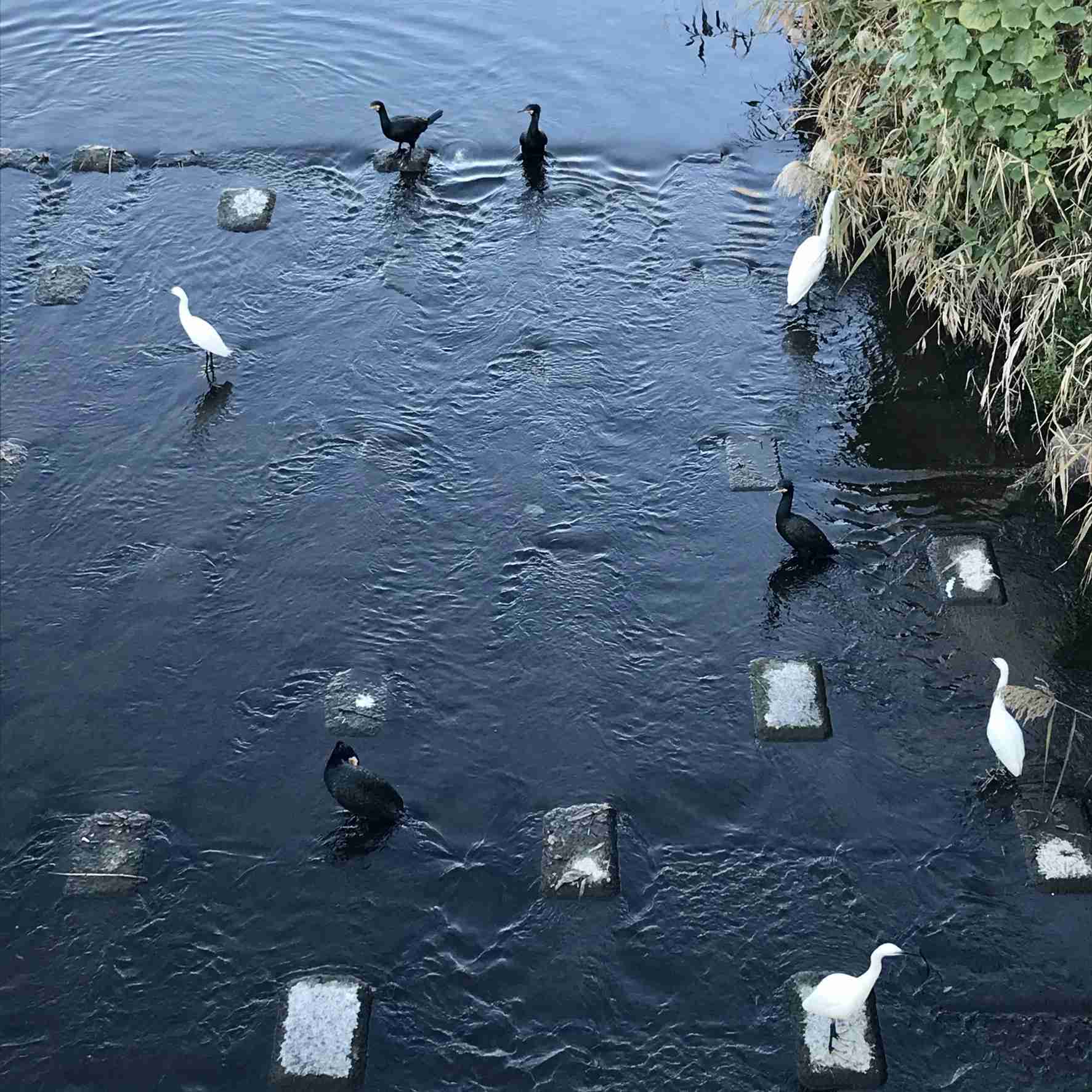 春の我が家の情景を貼るトピ