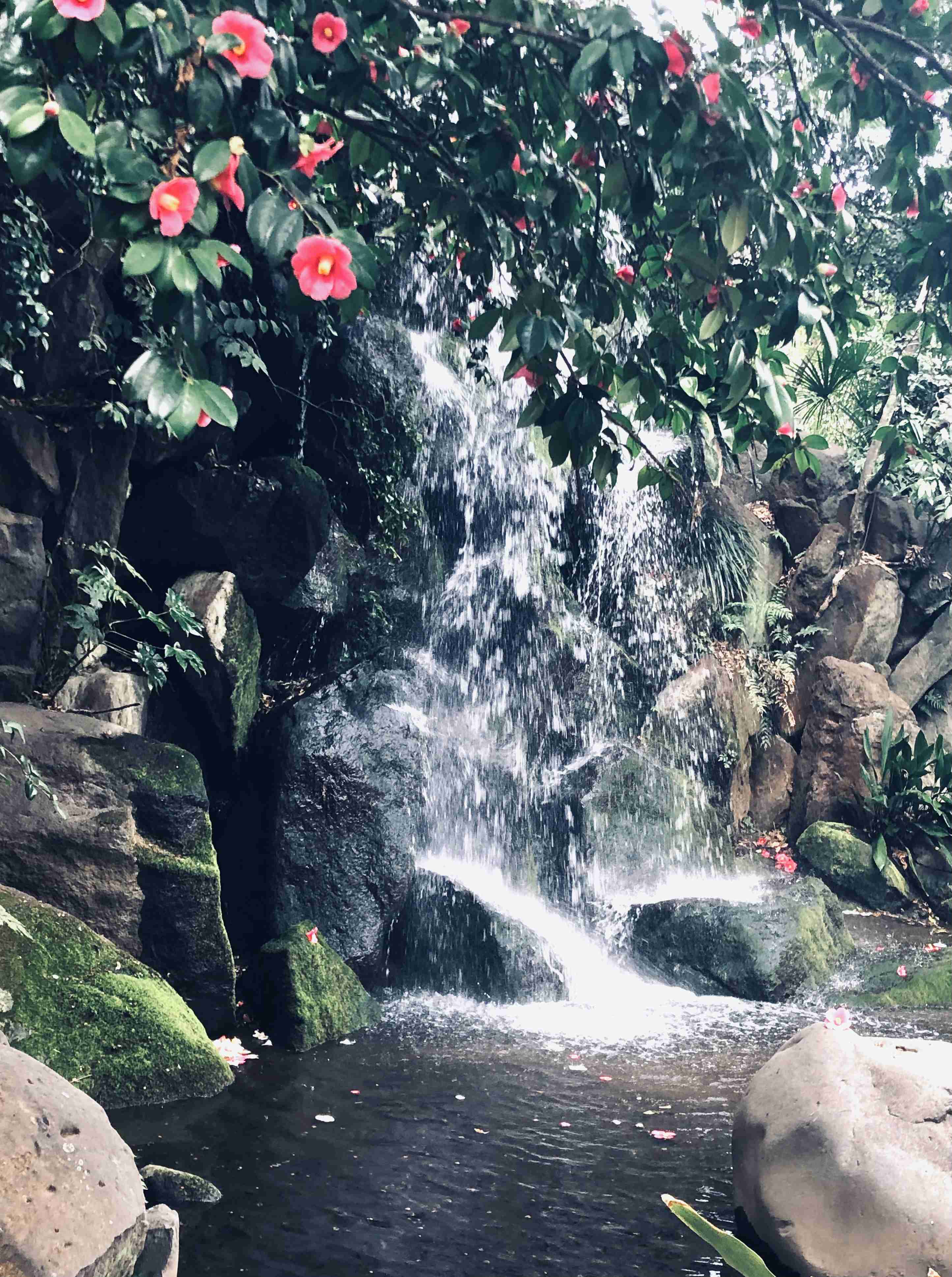 春の我が家の情景を貼るトピ