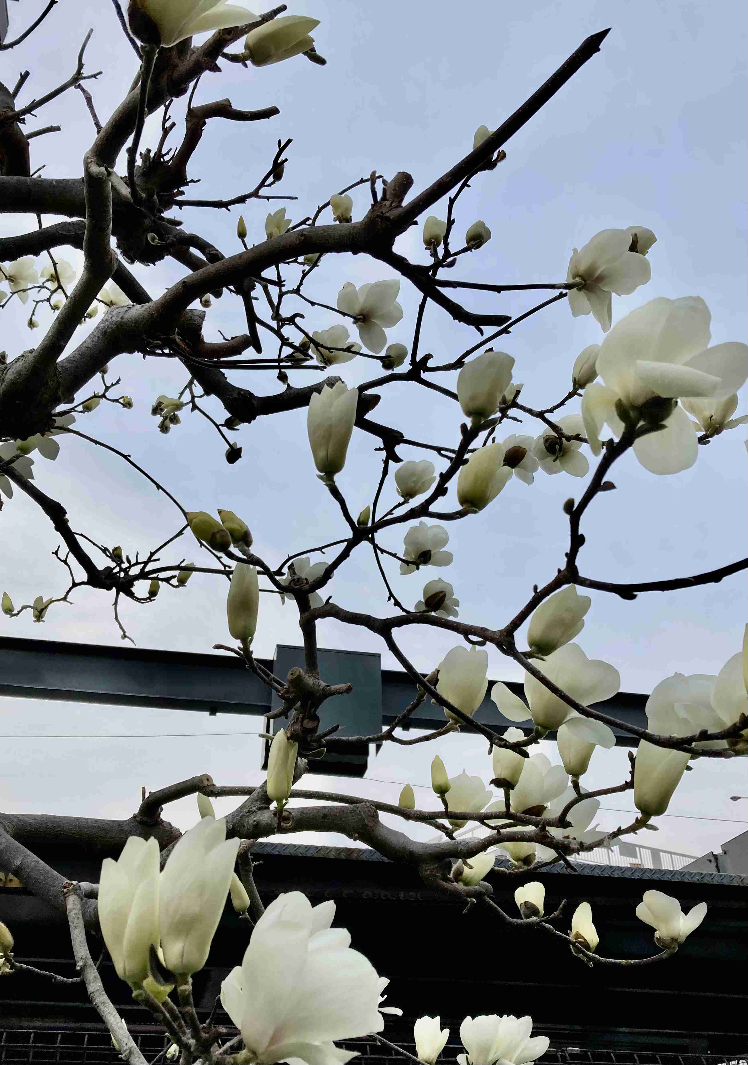 春の我が家の情景を貼るトピ