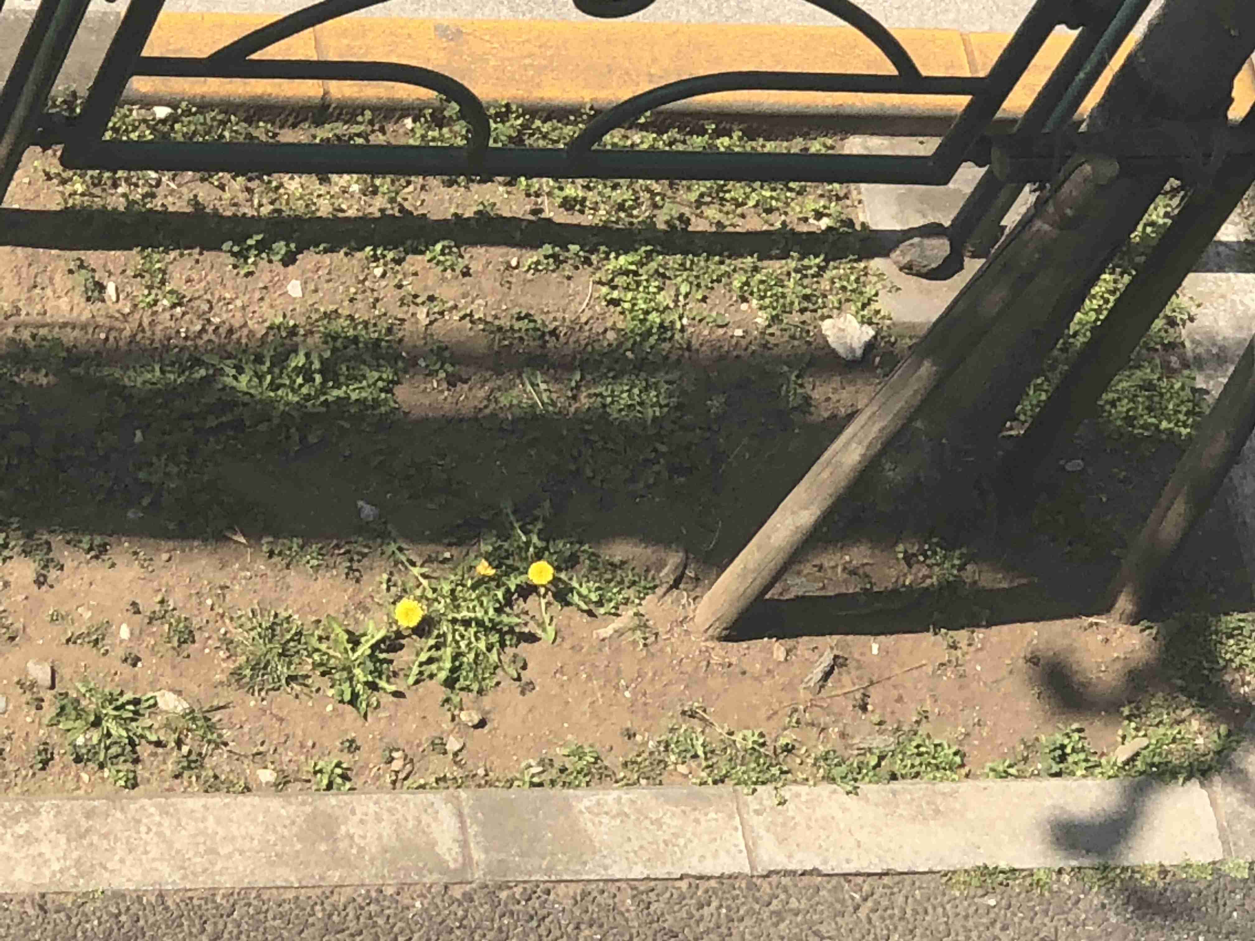 春の我が家の情景を貼るトピ