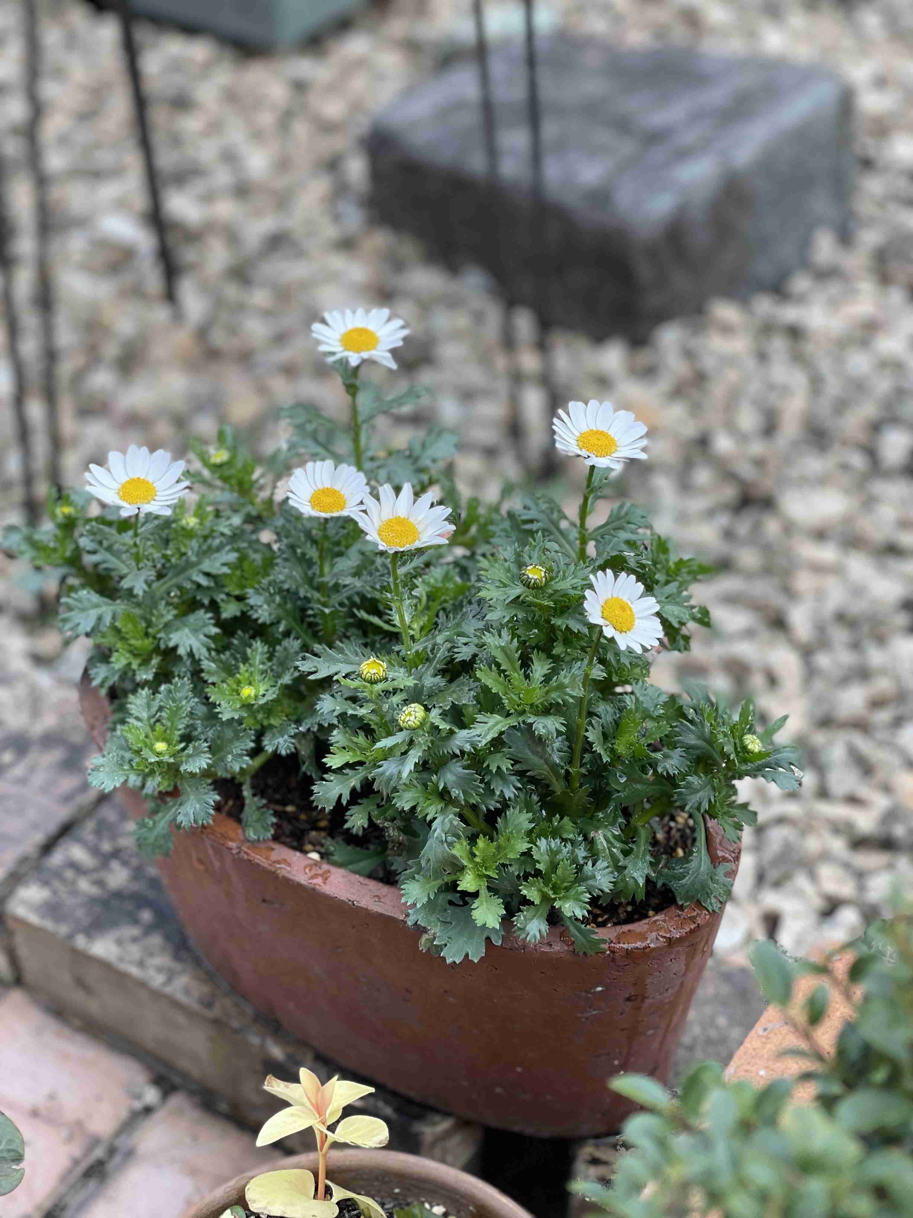 春の我が家の情景を貼るトピ