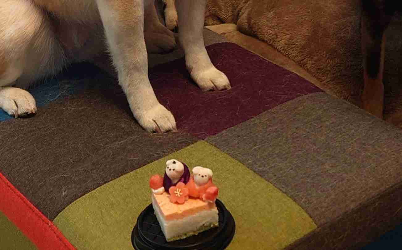 春の我が家の情景を貼るトピ