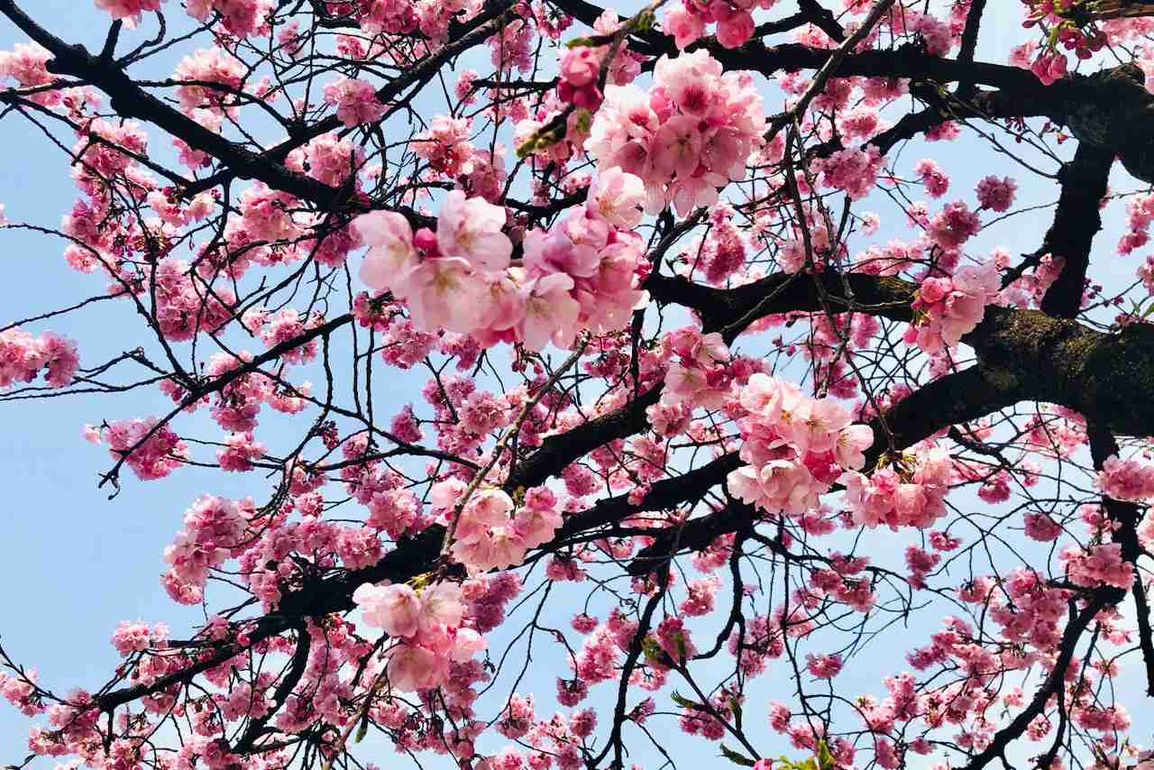 春の我が家の情景を貼るトピ