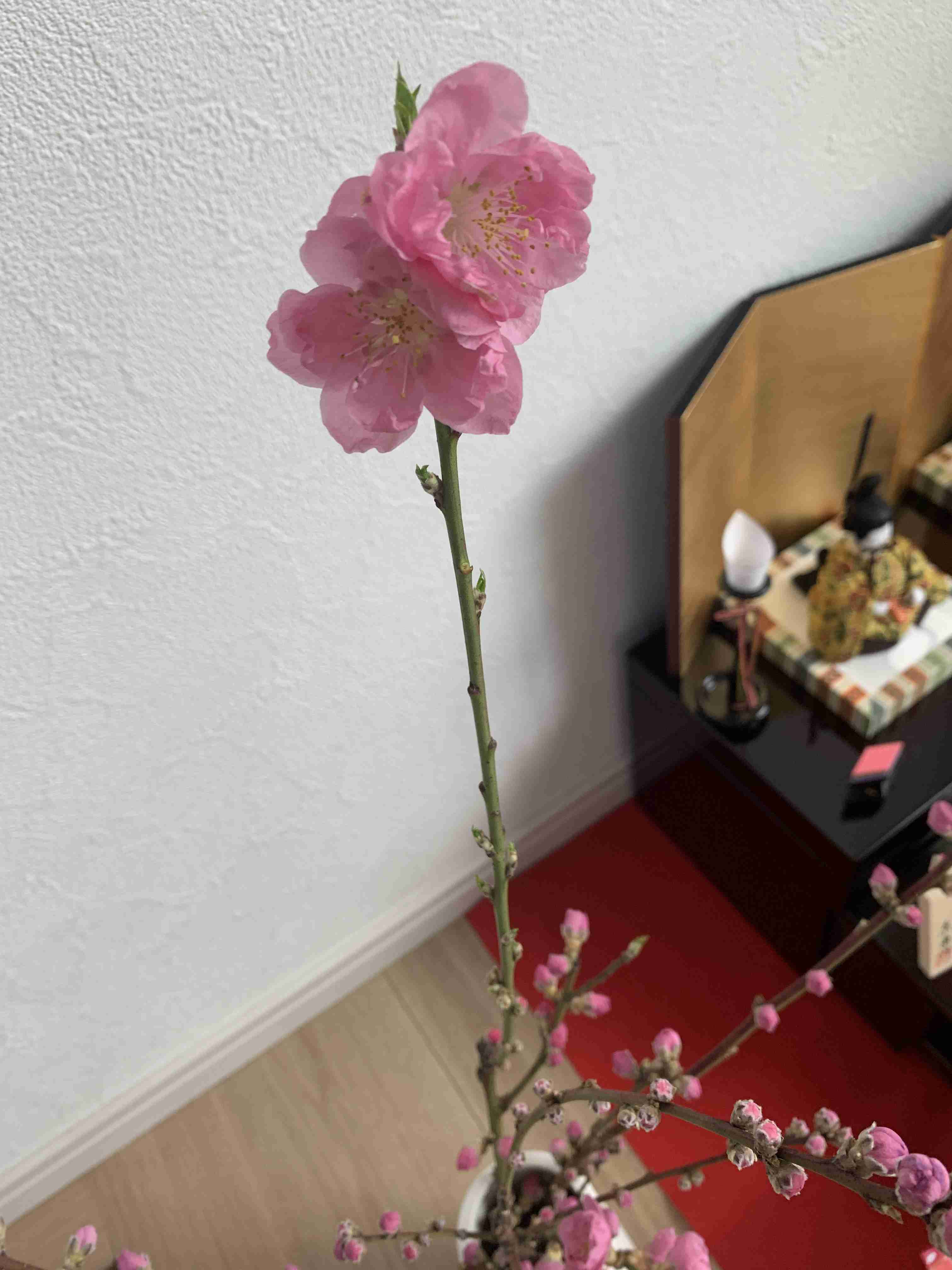 春の我が家の情景を貼るトピ
