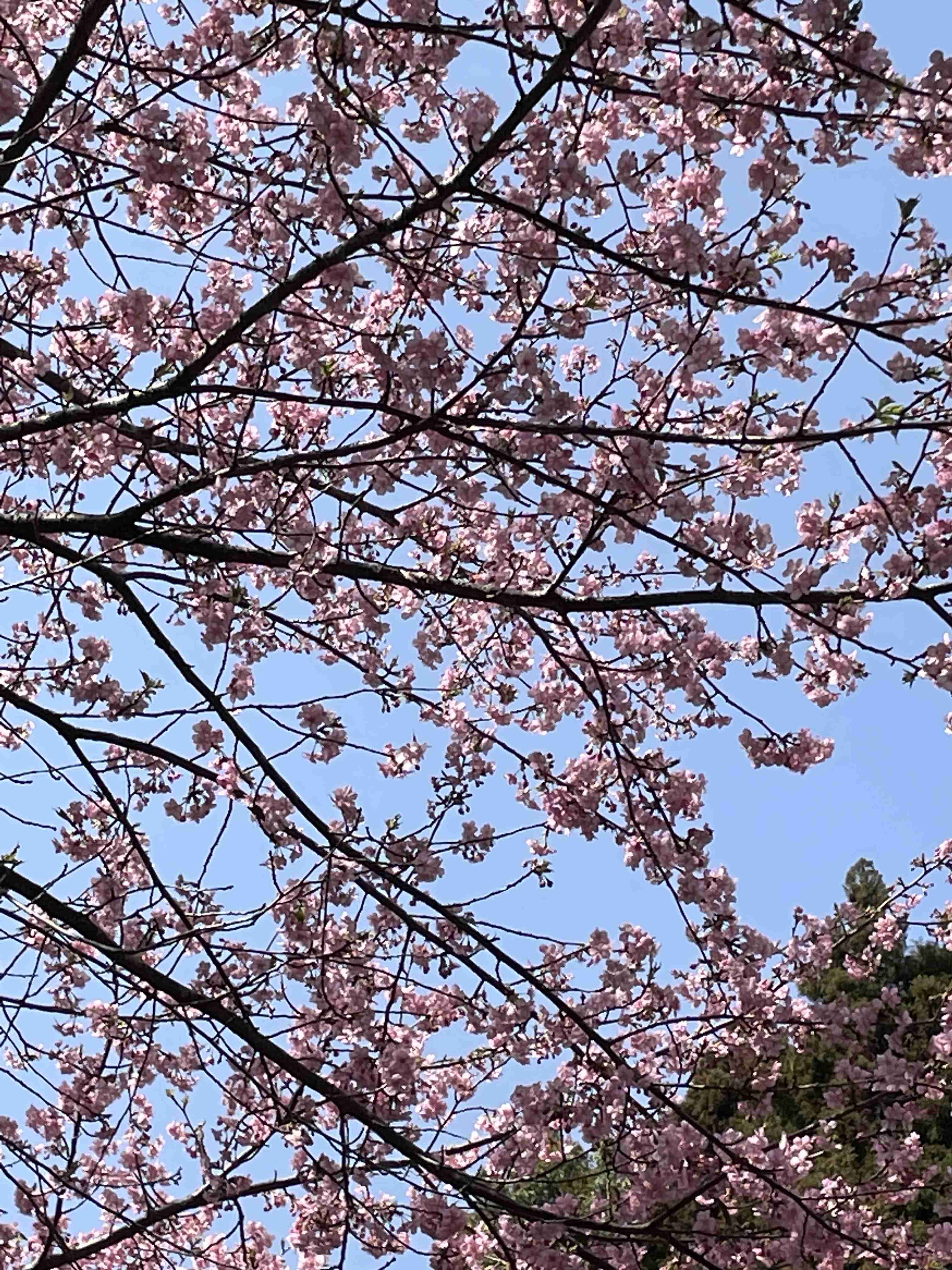 春の我が家の情景を貼るトピ