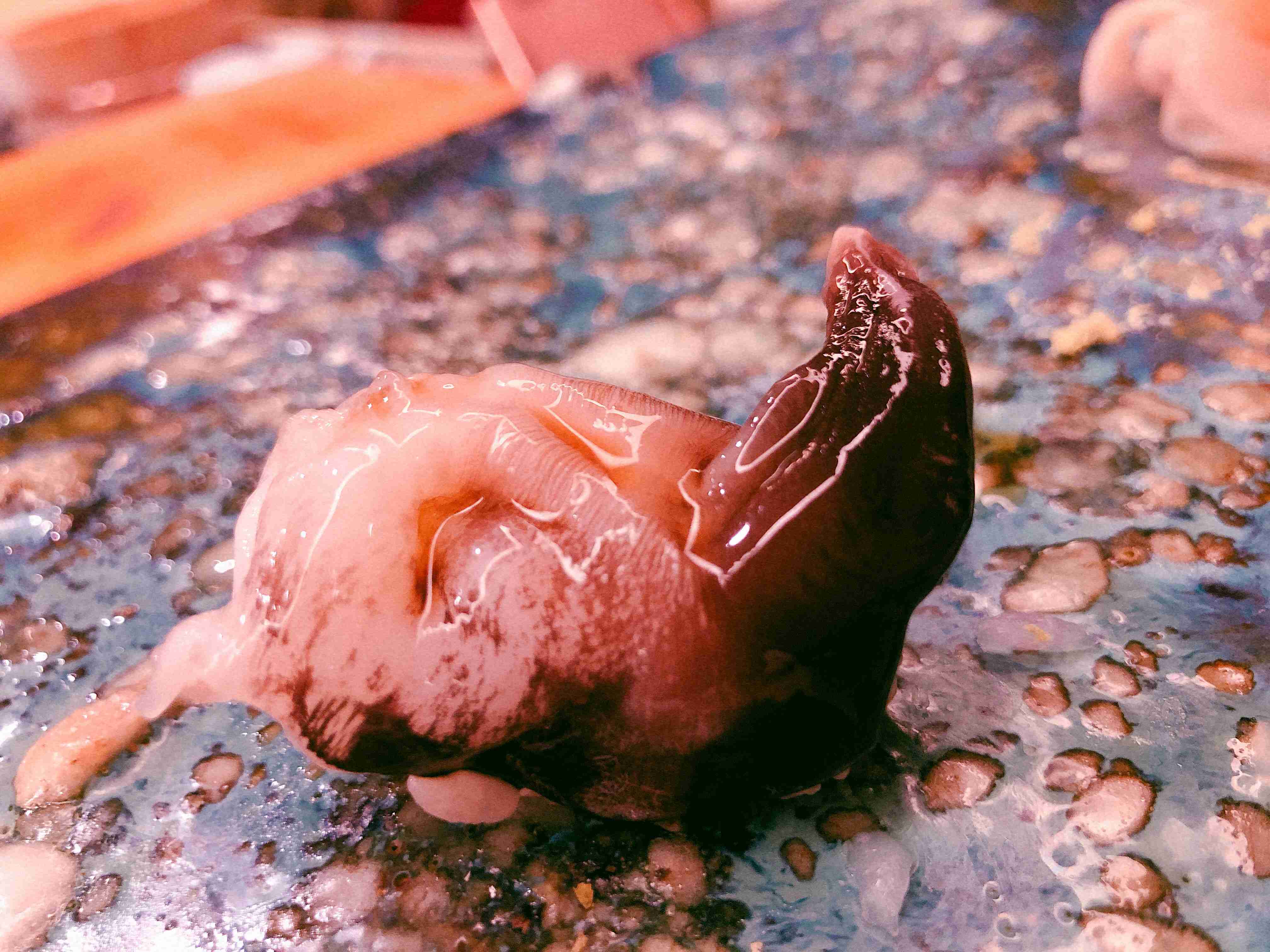 【深夜の飯テロ】スマホに入ってる食べ物画像見せて！Part10