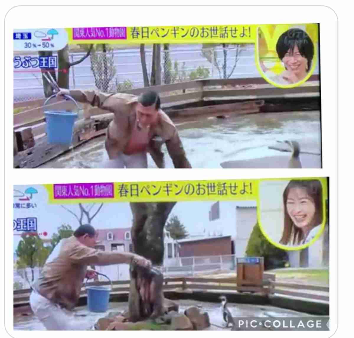 「スッキリ」生中継で那須どうぶつ王国が「厳重に抗議」オードリー春日がペンギン池進入