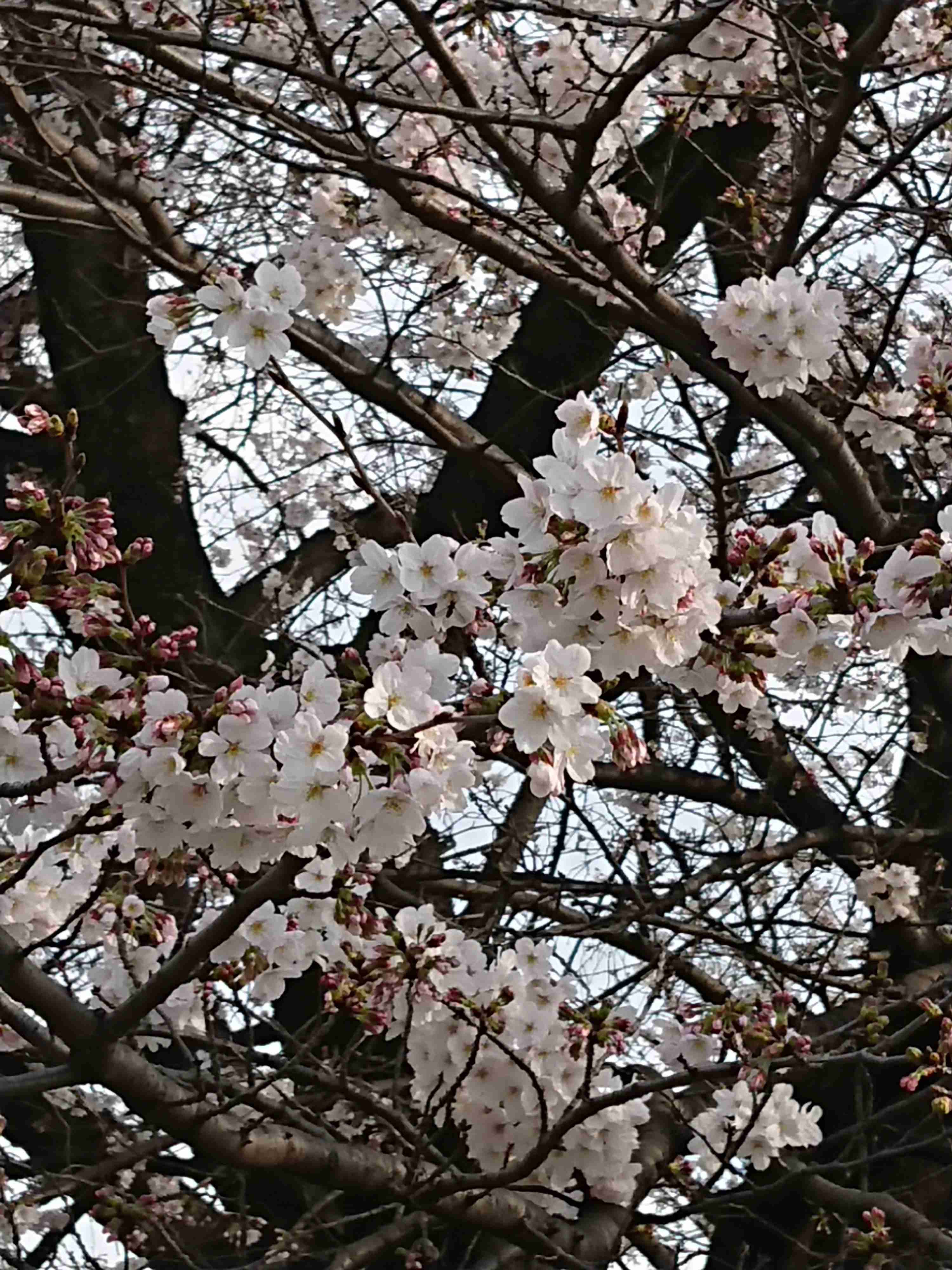 🌸桜にまつわる思い出🌸