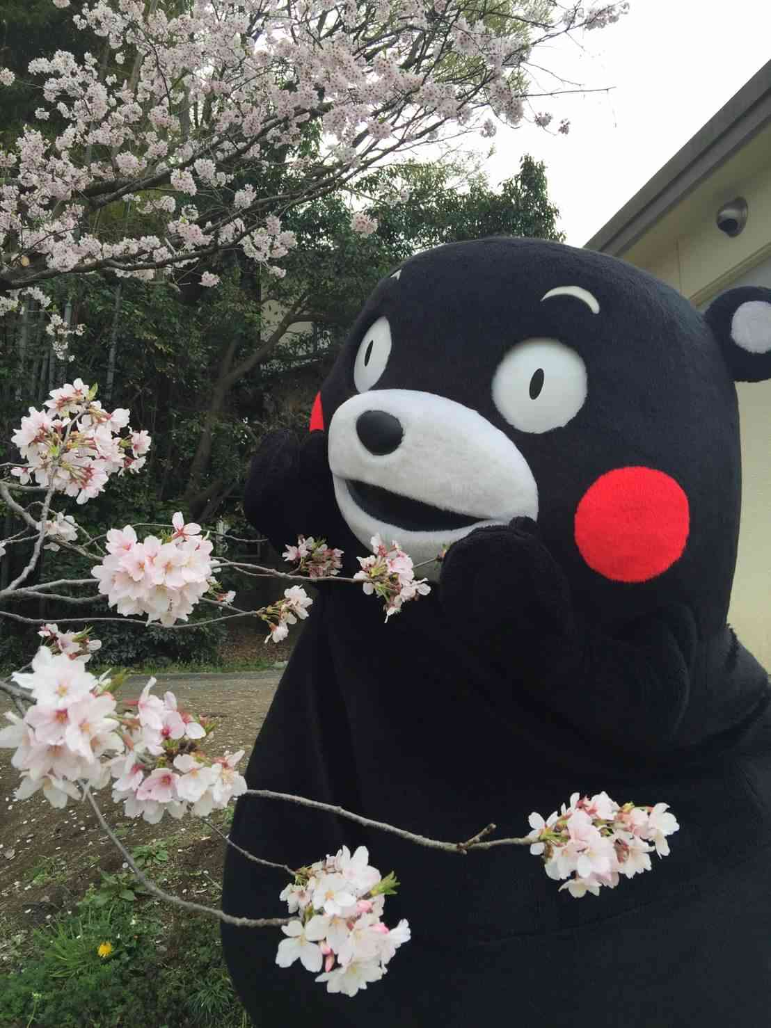 🌸桜にまつわる思い出🌸