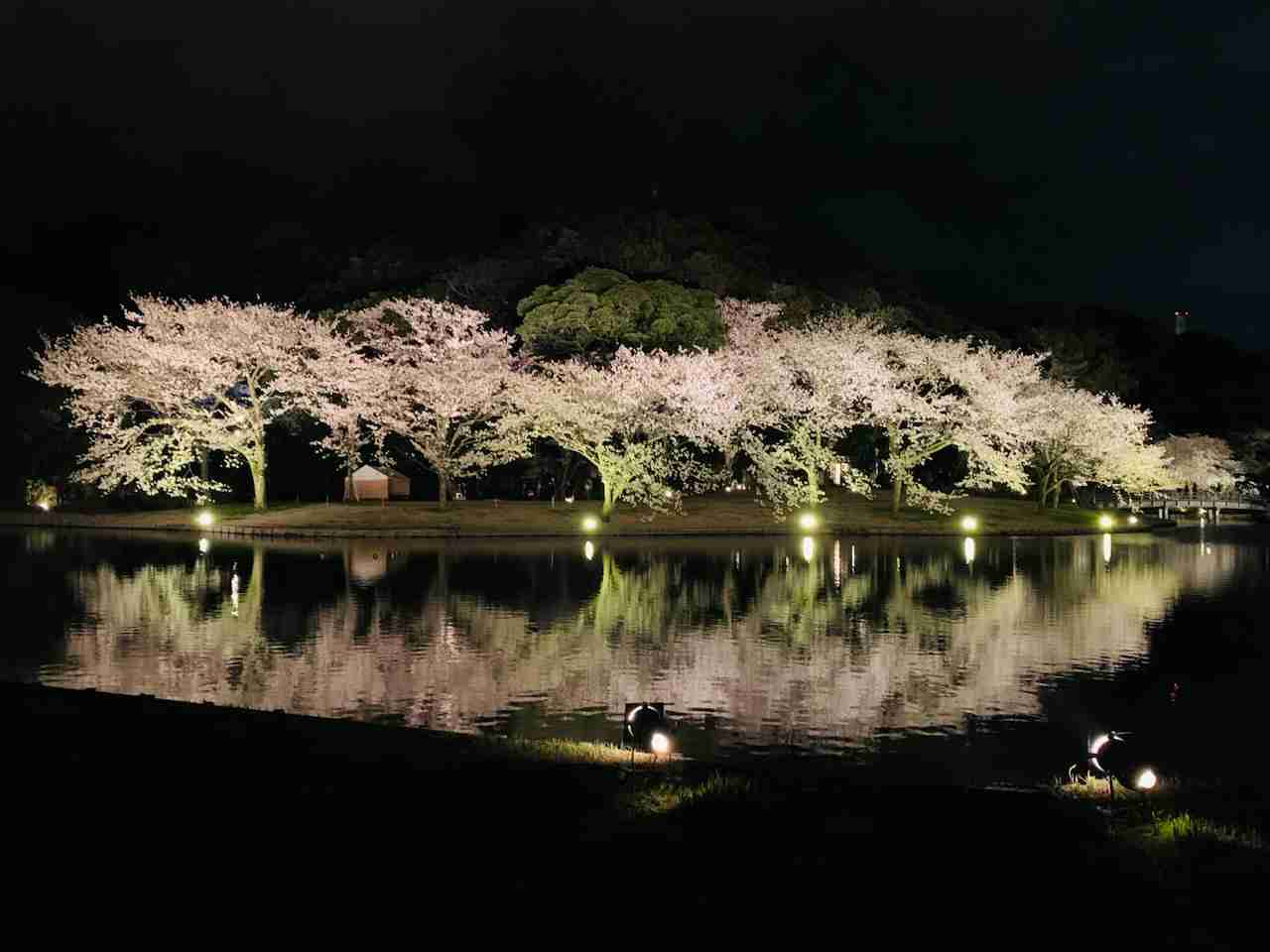 🌸桜にまつわる思い出🌸