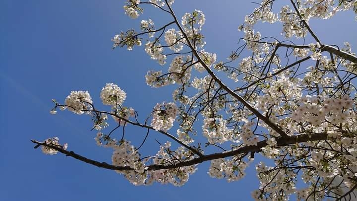 🌸桜にまつわる思い出🌸