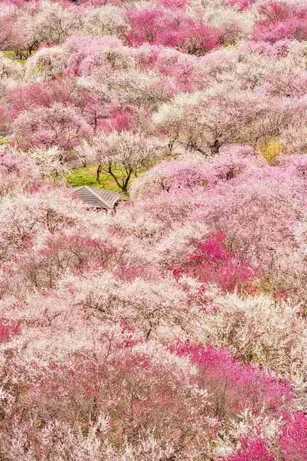 🌸桜にまつわる思い出🌸