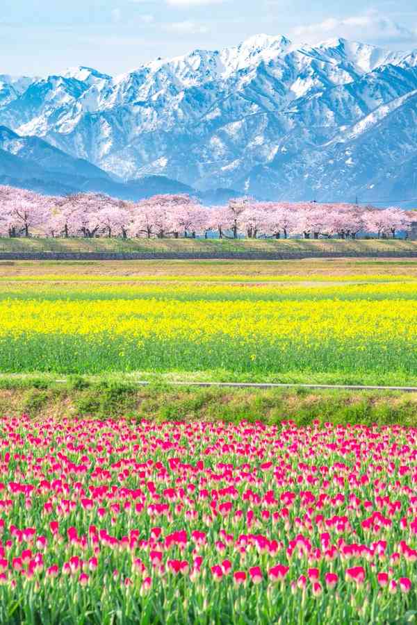 🌸桜にまつわる思い出🌸