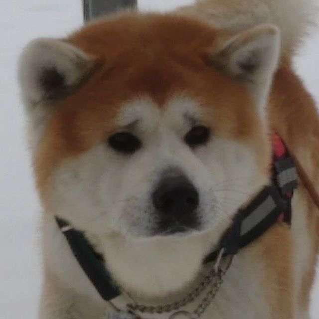 みんな大好き！狛犬ポジション