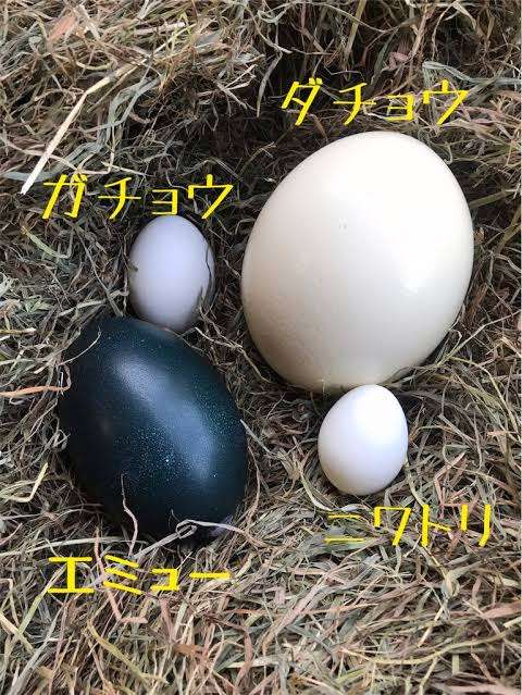 卵の値段が1000円になったらどうする？