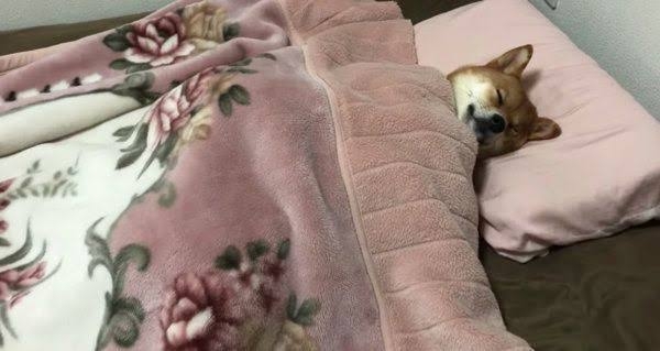 「サステにゃブル…」人間が出た後の布団に入って余熱で暖をとる猫ちゃんが賢い「幸せそう」