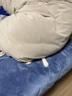 「サステにゃブル…」人間が出た後の布団に入って余熱で暖をとる猫ちゃんが賢い「幸せそう」