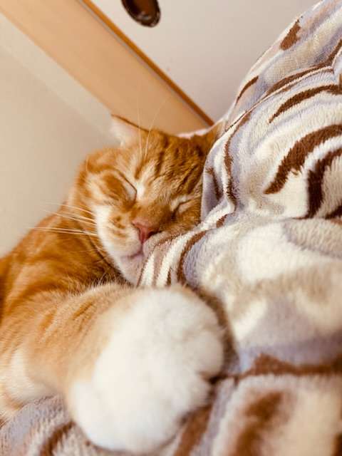 「サステにゃブル…」人間が出た後の布団に入って余熱で暖をとる猫ちゃんが賢い「幸せそう」