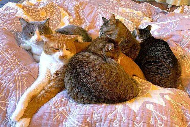 「サステにゃブル…」人間が出た後の布団に入って余熱で暖をとる猫ちゃんが賢い「幸せそう」