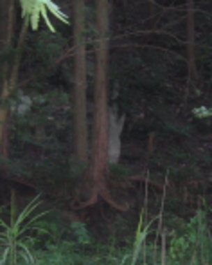 【閲覧注意】山が怖くなる画像くださいPart4