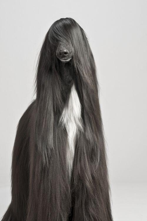 色んな犬種が1つのクラスだったら？part３