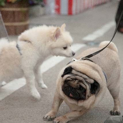色んな犬種が1つのクラスだったら？part３