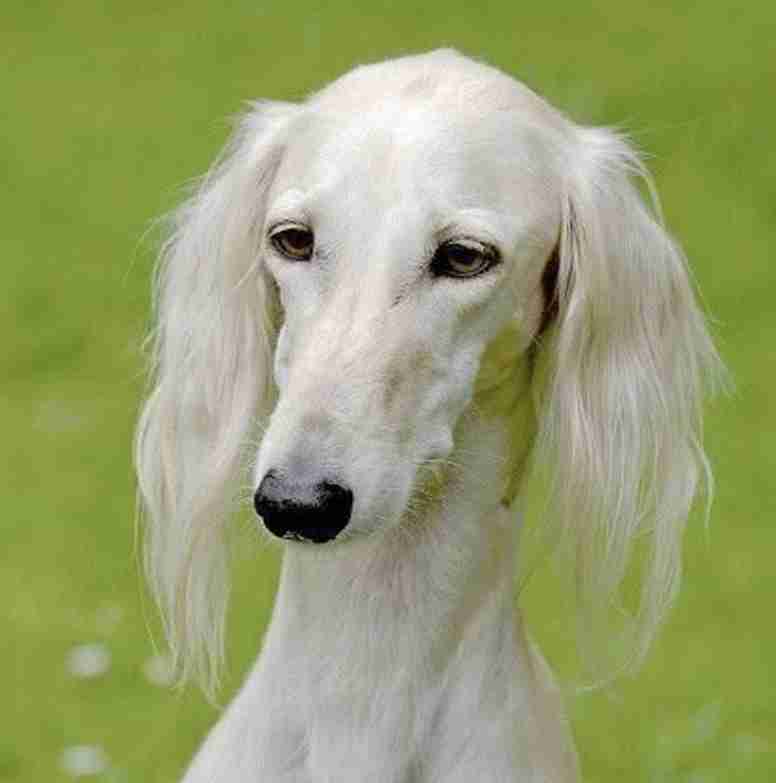 色んな犬種が1つのクラスだったら？part３