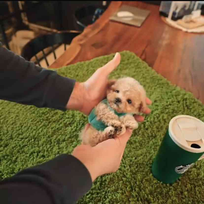 色んな犬種が1つのクラスだったら？part３