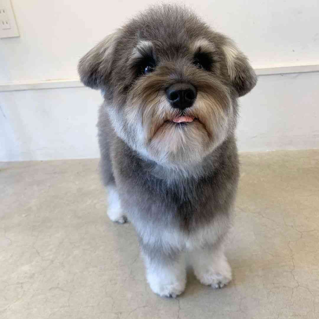 色んな犬種が1つのクラスだったら？part３